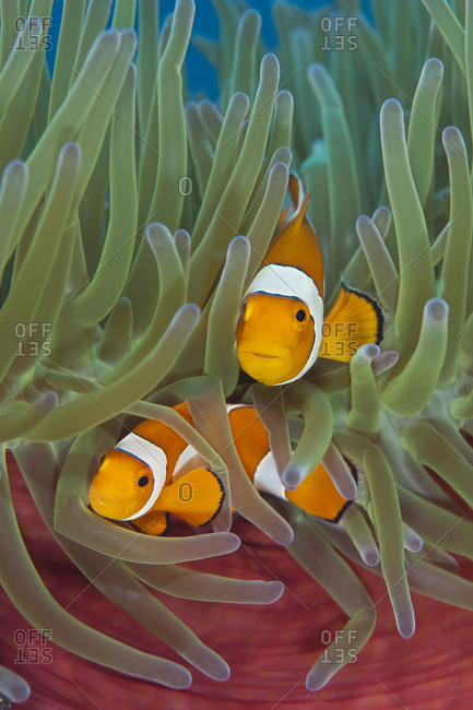 Western clownfish (Amphiprion oceallaris) in Magnificent sea anemone (Heteractis magnifica). Raja Ampat, West Papua, Indonesia.
