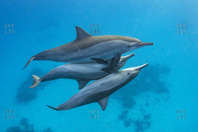 Two male Spinner dolphins (Stenella longirostris) take it in turns to mate with a larger female. The male\'s penis (middle) is visible in this frame. Sataya Reef, Fury Shoal, Egypt. Red Sea