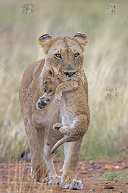 African Lion (Panthera leo) female carrying young cub. Masai Mara, Kenya, Africa. August