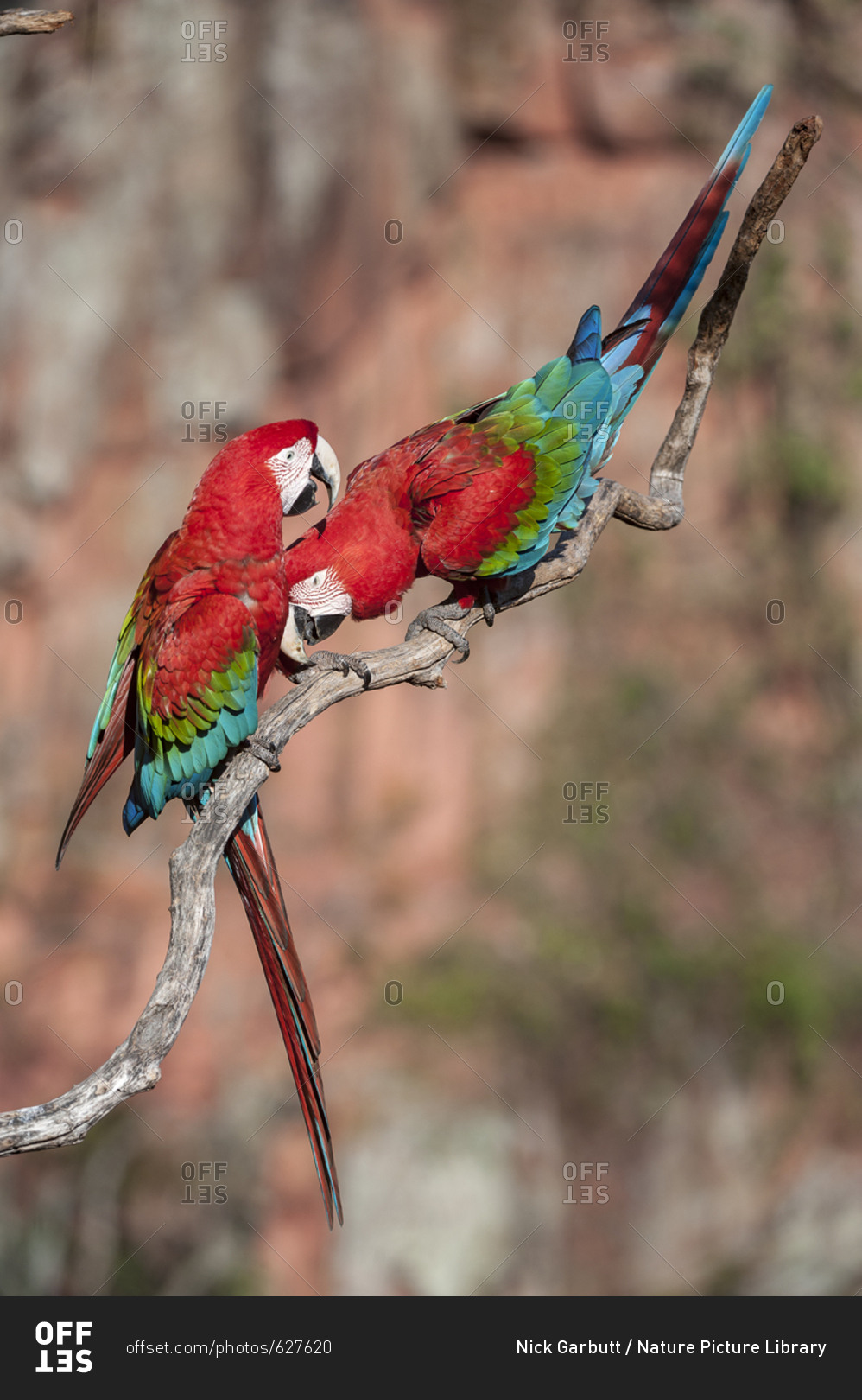 Pair of Red-and-green macaws  (Ara chloropterus) preening. Buraco das Araras (Sinkhole of the Macaws), Jardim, Mato Grosso do Sul, Brazil. September