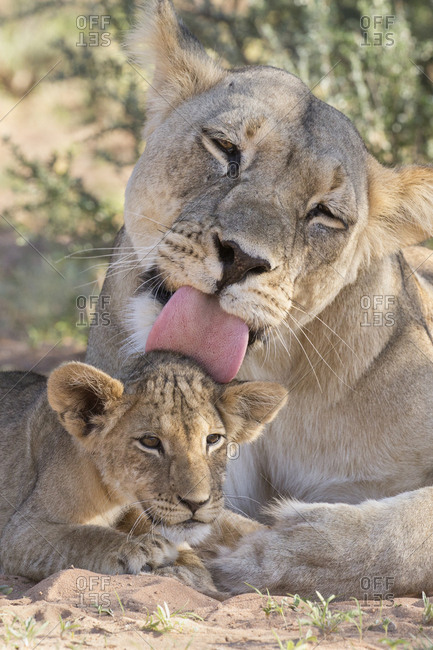 Lioness grooming cub (Panthera leo), Kgalagadi Transfrontier Park, Northern Cape, South Africa, February