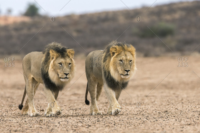 Male lions (Panthera leo) on patrol in the Kalahari, Kgalagadi Transfrontier Park, Northern Cape, South Africa, February 2016
