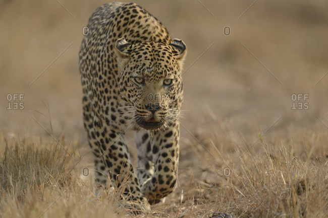 Leopard (Panthera pardus) walking,  Londolozi Private Game Reserve, Sabi Sand Game Reserve, South Africa