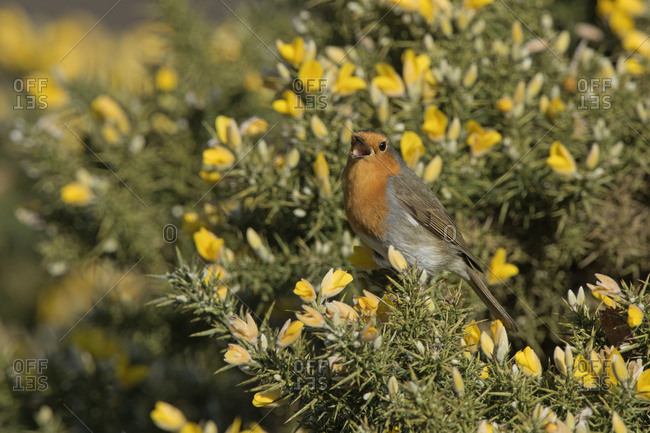 Robin (Erithacus rubecula) singing in spring. Norfolk, England, UK. March