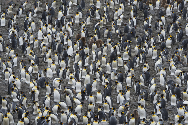 King penguin (Aptenodytes patagonicus) colony. Salisbury Plain, South Georgia. January
