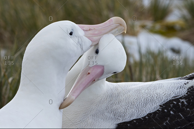 Wandering albatross (Diomedea exulans) pair preening. Albatross Island, South Georgia. January