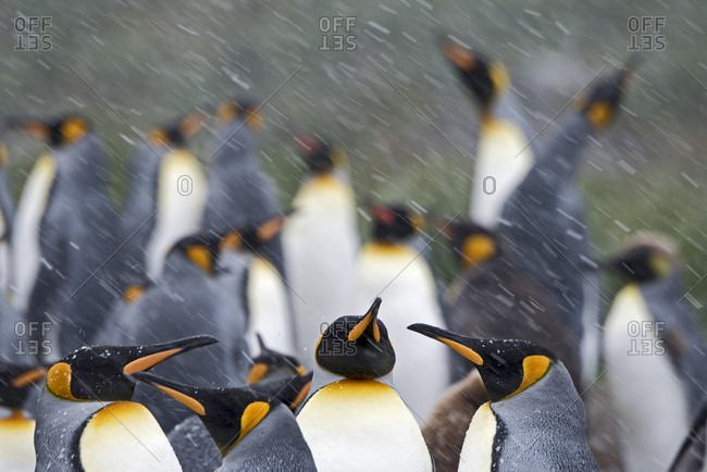 King penguins (Aptenodytes patagonicus) in blizzard. Holmestrand, South Georgia. January