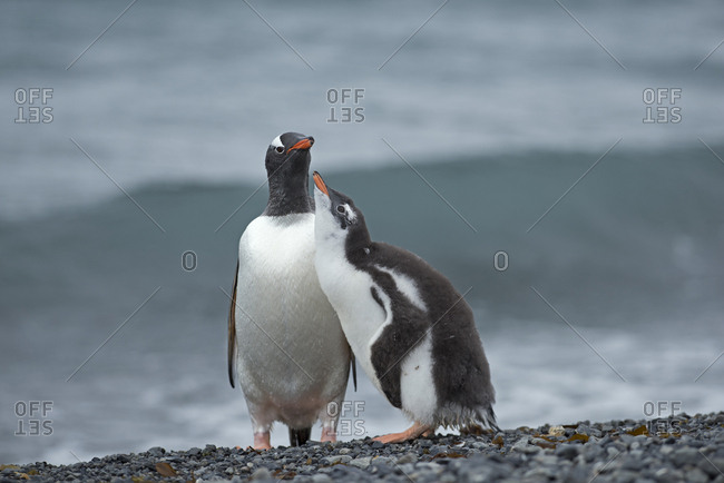 Gentoo penguin (Pygoscelis papua) adult with begging chick, Holmestrand, South Georgia, January