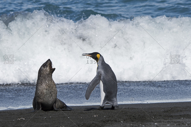 King penguins (Aptenodytes patagonicus) and aggressive Antarctic fur seal pup (Arctocephalus gazella). St Andrews Bay, South Georgia. January