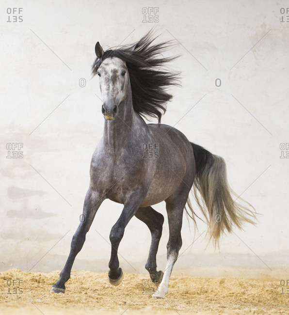 Dapple grey Andalusian stallion running in arena, Northern France, Europe. March