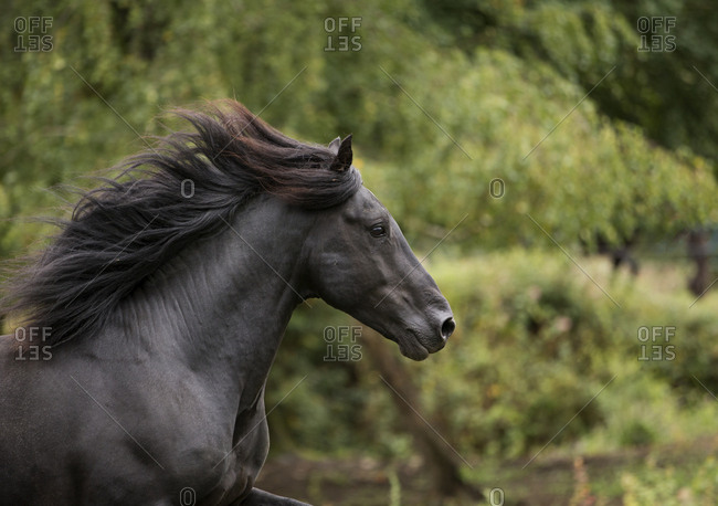 Head portrait of black Merens stallion running in  pasture, Northern France, Europe. February