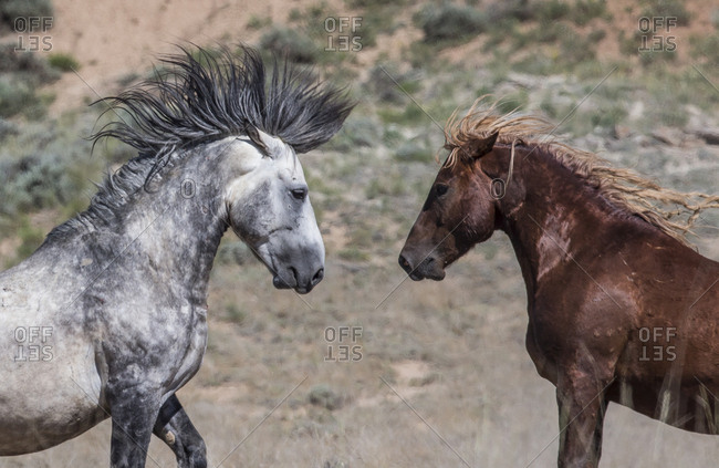 grey mustang horse