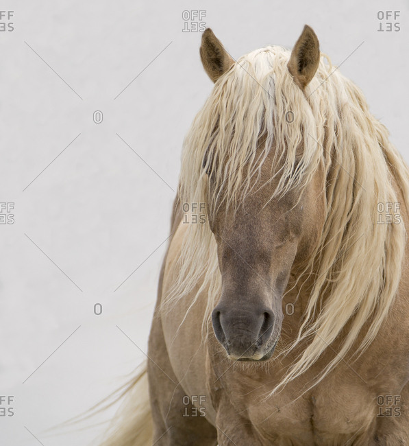 Head portrait of wild dunalino Mustang stallion with long mane, Sand Wash Basin Herd Management Area, Colorado, USA. June
