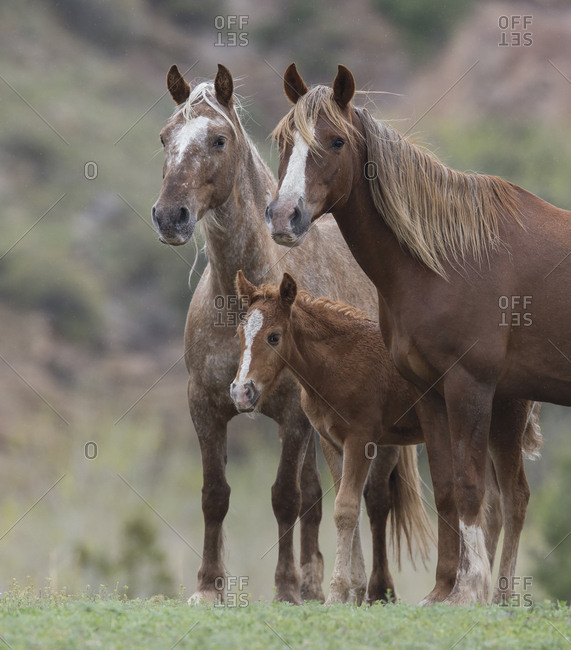 Wild Mustang mare with sister and foal at Black Hills Wild Horse Sanctuary, South Dakota, USA. May