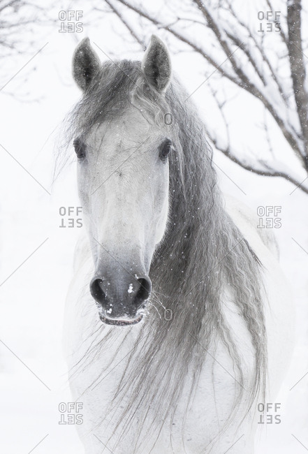 dapple grey horse stock photos - OFFSET