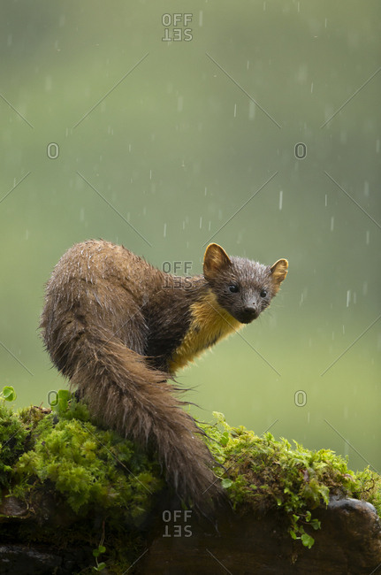 Pine marten (Martes martes) in rain. Scotland, UK. July 2015