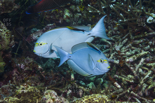 Elongate surgeonfish (Acanthurus mata) being cleaned by Black spot cleaner wrasse (Labroides pectoralis) and  Bluestreak cleaner wrasse (Labroides dimidiatus).  Indonesia