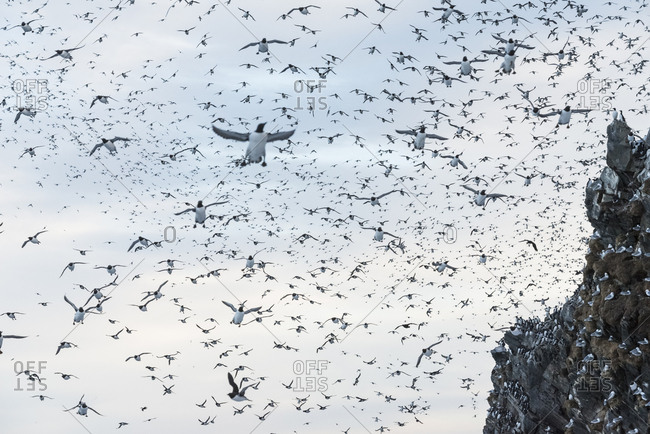 Common guillemot (Uria aalge) colony rising from danger on cliffs, on Hornoya island, Finnmark, Norway