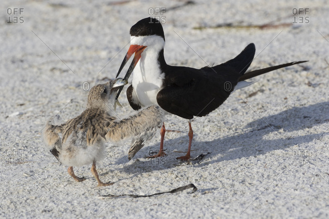 Black Skimmer (Rynchops niger) adult feeding fish to chick in nesting colony on upper beach of Gulf of Mexico shore. Sarasota, Florida, USA