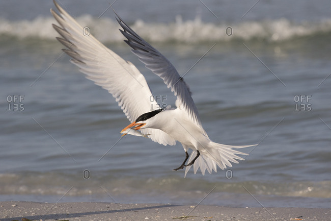 Royal tern (Thalasseus maximus) with fish, landing on beach. Mullet Key, St Petersburg. Florida, USA