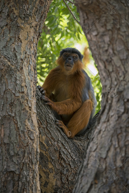 Western red colobus (Procolobus badius) in a tree. Gambia, Africa. May 2016