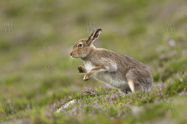 Mountain Hare (Lepus timidus) shaking after grooming, summer pelage. Scotland, UK