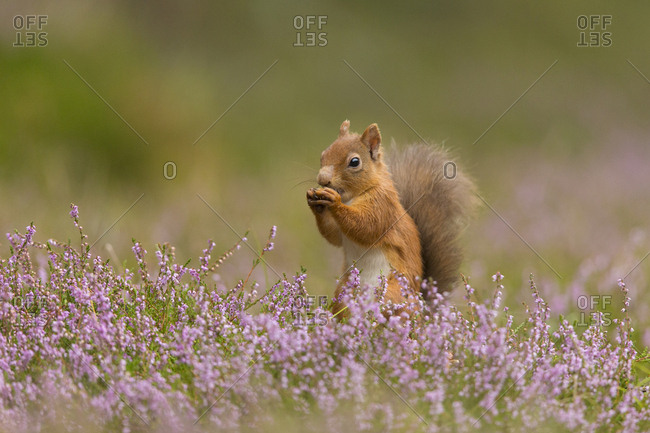 Red Squirrel (Sciurus vulgaris) in summer coat amongst heather, Cairngorms National Park, Scotland
