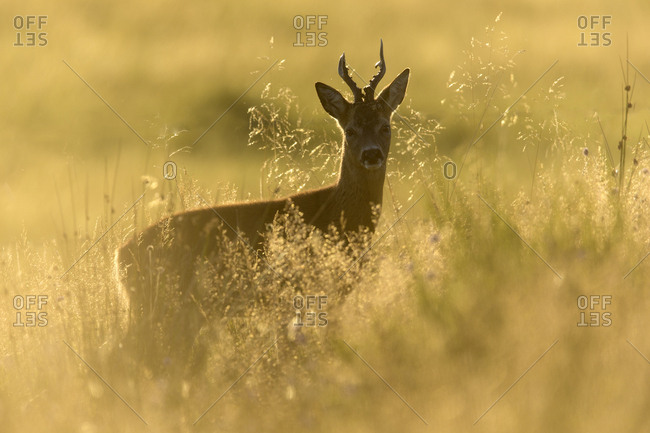 Roe buck (Capreolus capreolus) stood in rough grassland in evening light, Scotland. September