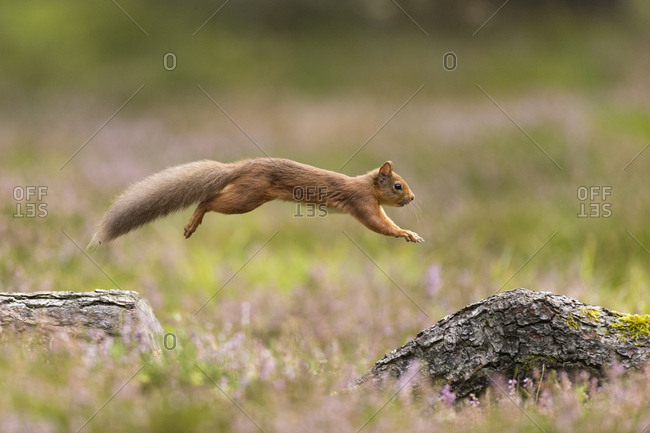 Red Squirrel (Sciurus vulgaris)  in summer coat leaping between fallen logs Scotland, UK. September