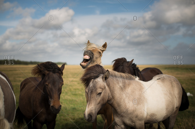 Horse laughing and neighing on grass field