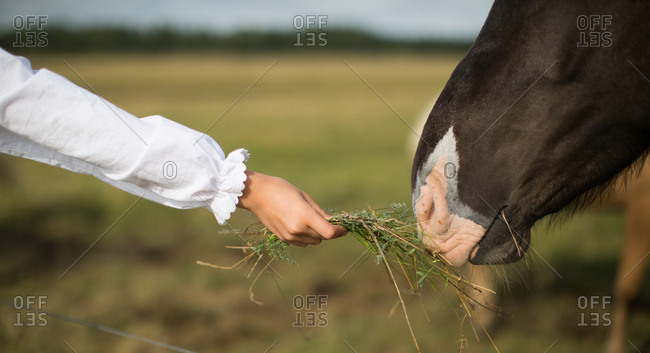 Girl feeding grass to horse