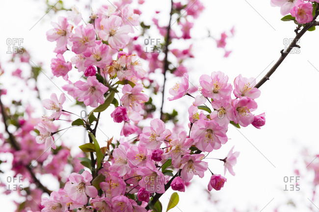 Close-up of Blooming Pink Cherry Tree, Senso-ji Temple, Asakusa, Taito-ku, Tokyo, Japan