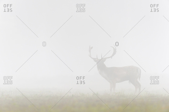Male Fallow Deer (Cervus dama) on Misty Morning, Hesse, Germany