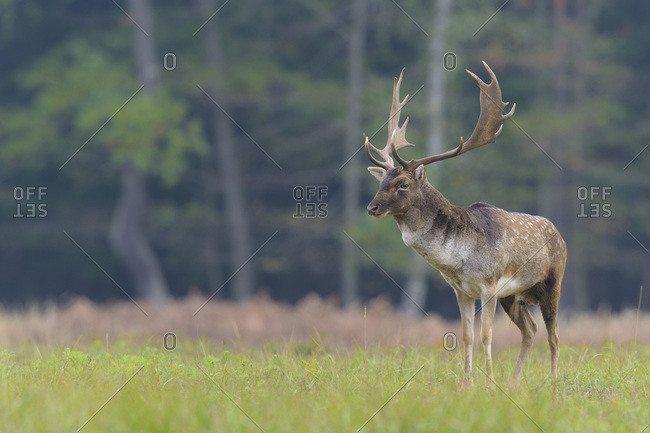 Male Fallow Deer (Cervus dama) in Autumn, Hesse, Germany