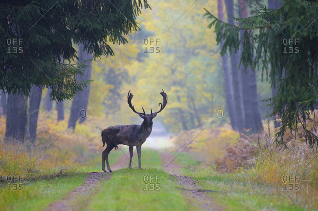 Male Fallow Deer (Cervus dama) on Dirt Road in Autumn, Hesse, Germany