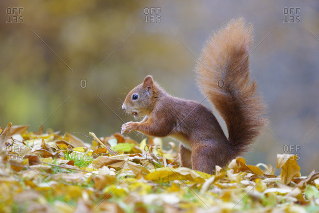 Eurasian Red Squirrel (Sciurus vulgaris) in Autumn, Hesse, Germany