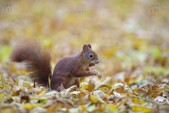 Eurasian Red Squirrel (Sciurus vulgaris) in Autumn, Hesse, Germany