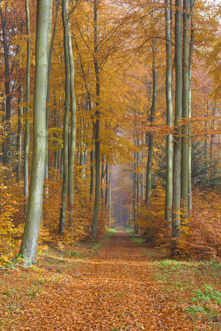 Path through European Beech (Fagus sylvatica) Forest in Autumn, Spessart, Bavaria, Germany