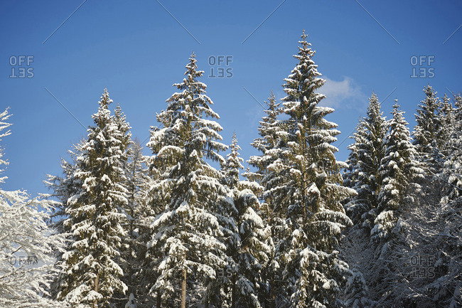 blue spruce tree with snow