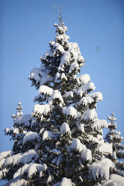 blue spruce tree with snow