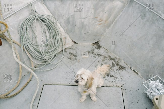 Furry white dog riding in a fishing boat