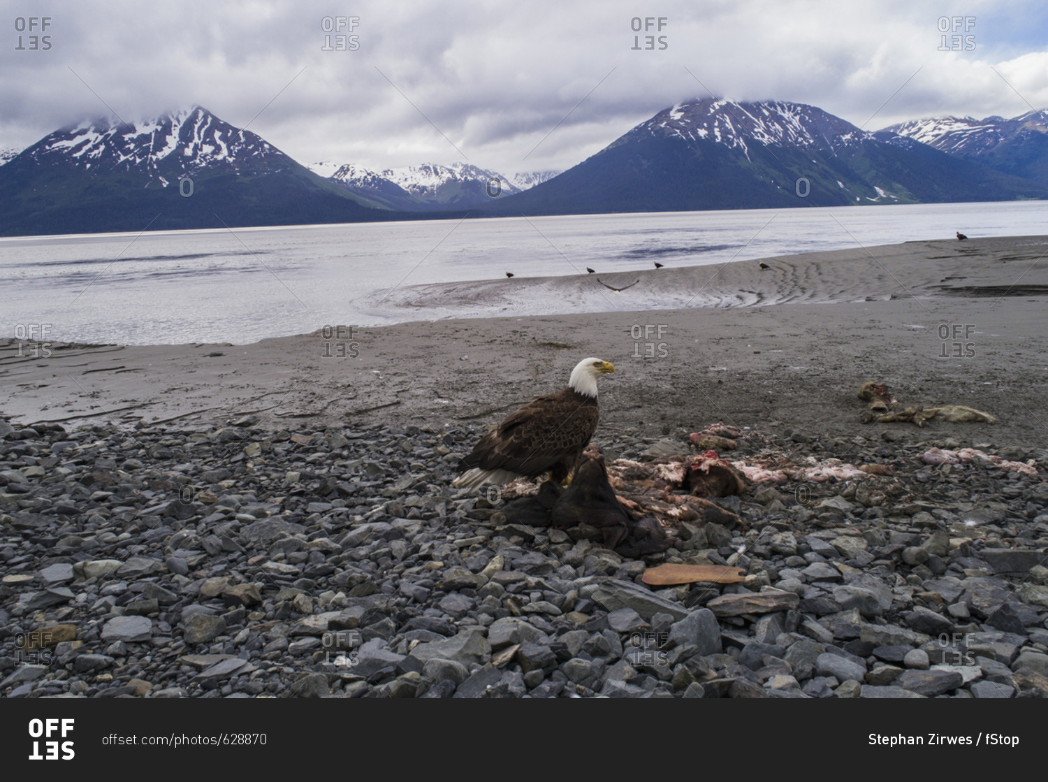 Bald eagle perching on dead animal against sky, Anchorage, Alaska, USA