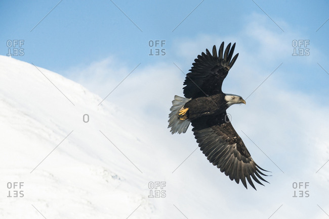 Low angle view of bald eagle flying against snowcapped mountains at Chugach State Park during foggy weather