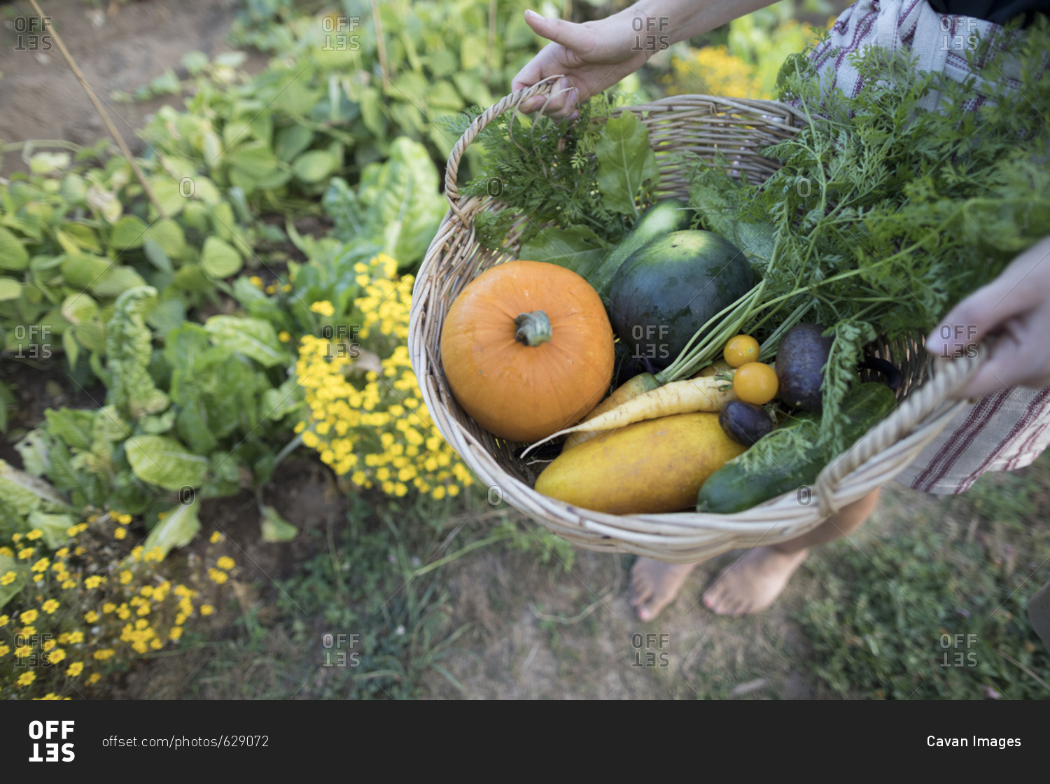 Low section of woman holding vegetables in basket while standing at community garden