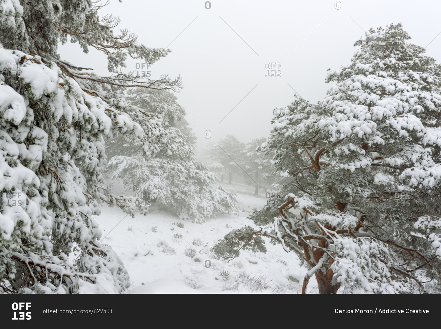 Winter landscape with snow covered pines trees and fog