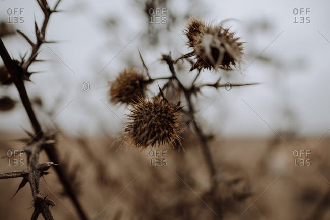 Thorny Bushes Stock Photos Offset