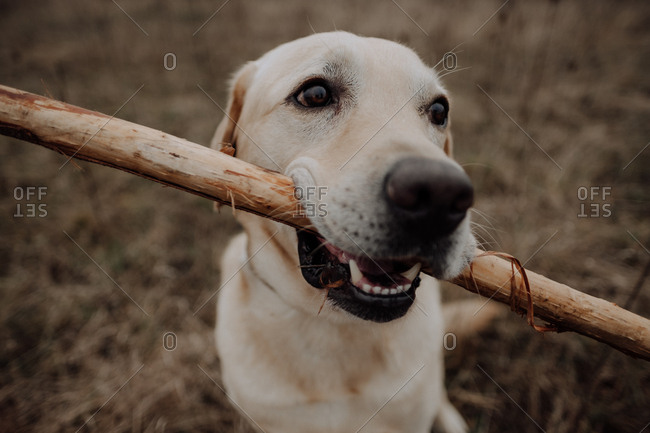 Close up of a Labrador Retriever chewing on a stick outdoors