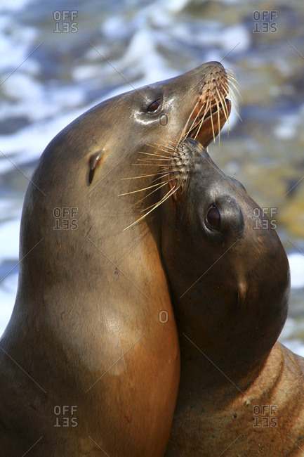 USA, California, La Jolla Cove, seals on rocks stock photo - OFFSET