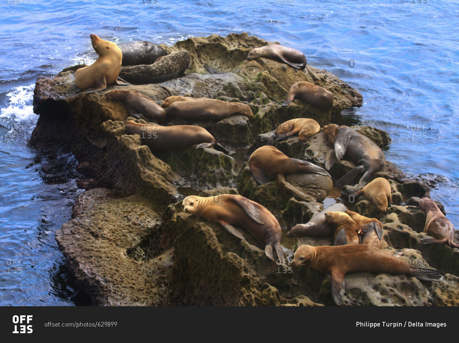 USA, California, La Jolla Cove, seals on rocks stock photo - OFFSET