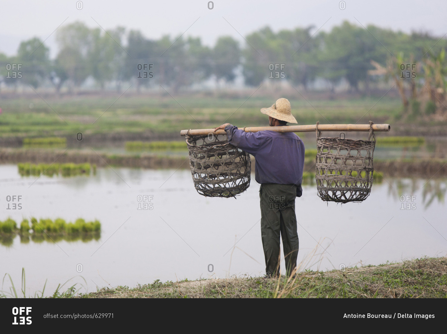 Man with an empty yoke looking at rice fields, Nyaung Shwe, Burma